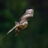 bussard bussard