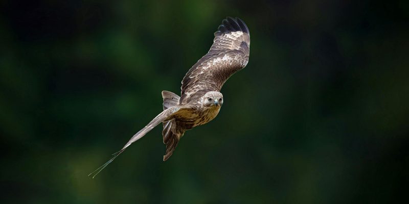 bussard