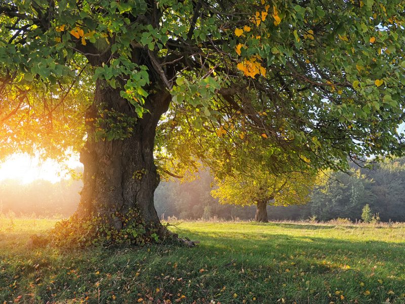 Autumn landscape with tree in sunlight